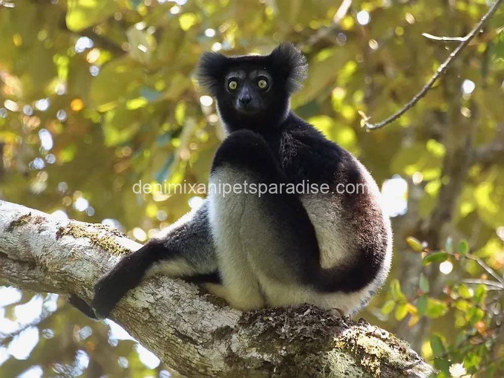 Indri lemur 1 Indri lemur
