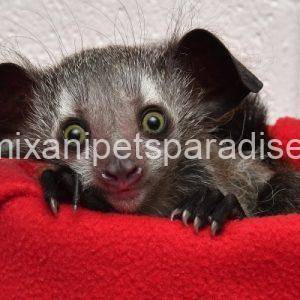 Aye Aye lemur