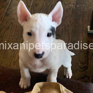 Bull Terrier puppy