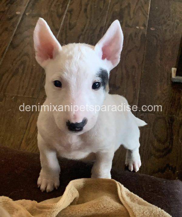 Bull Terrier puppy