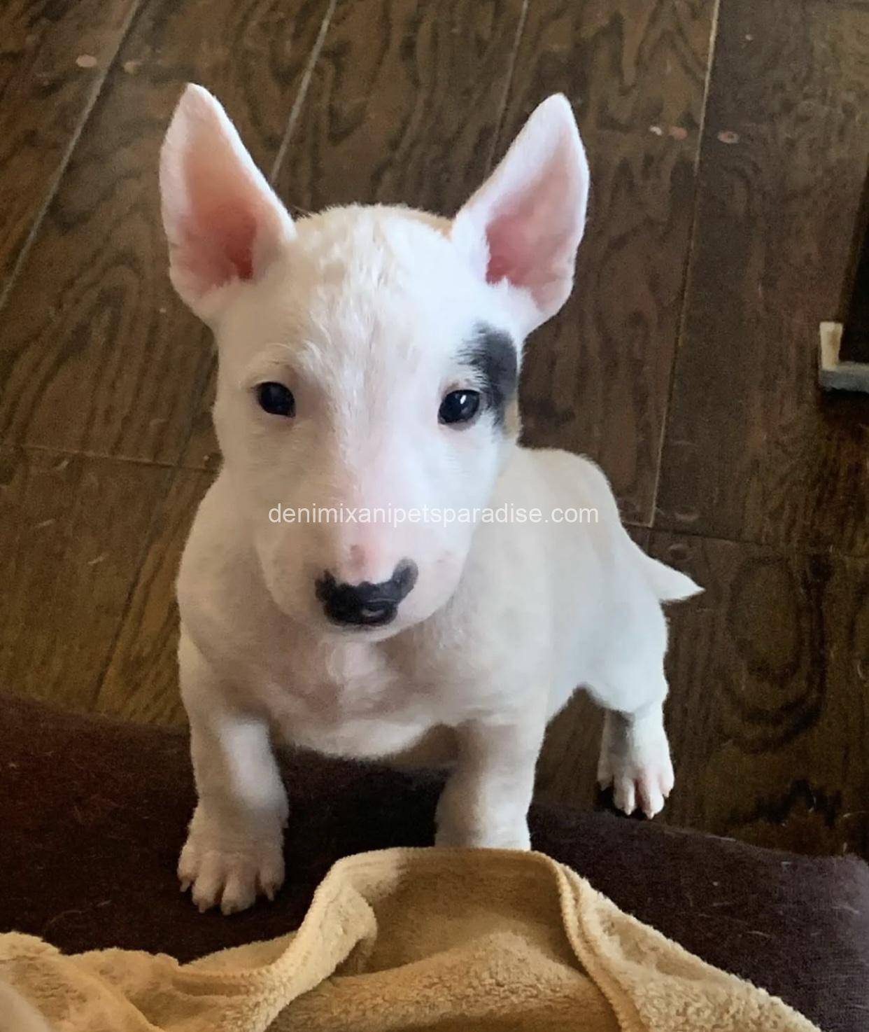 Bull Terrier puppy 1 Bull Terrier puppy