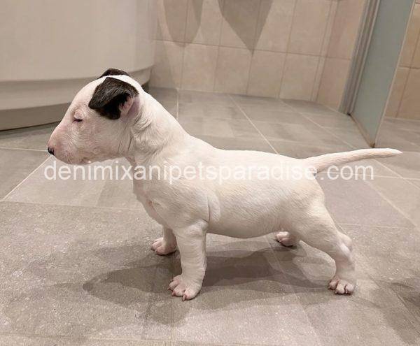 Bull Terrier puppy - Image 2