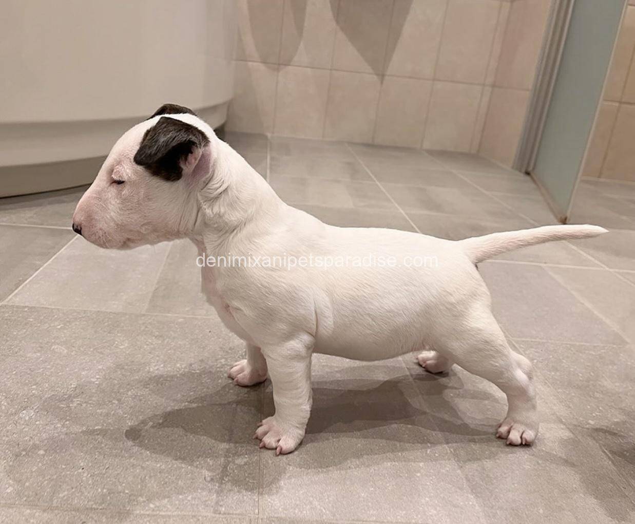 Bull Terrier puppy 2 Bull Terrier puppy - Image 2