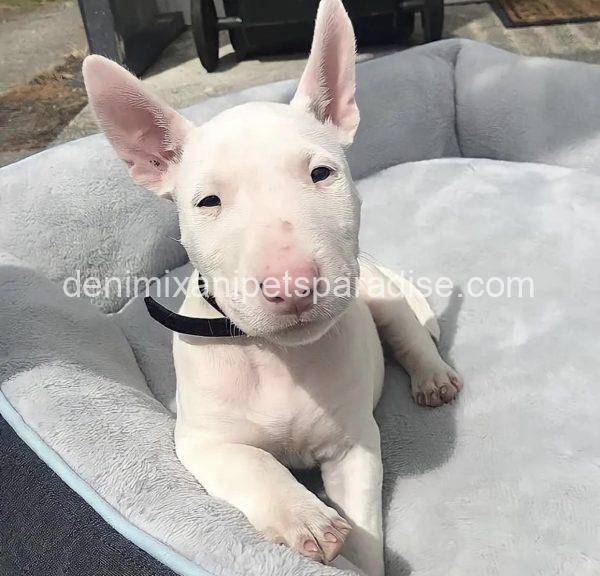 Bull Terrier puppy - Image 3