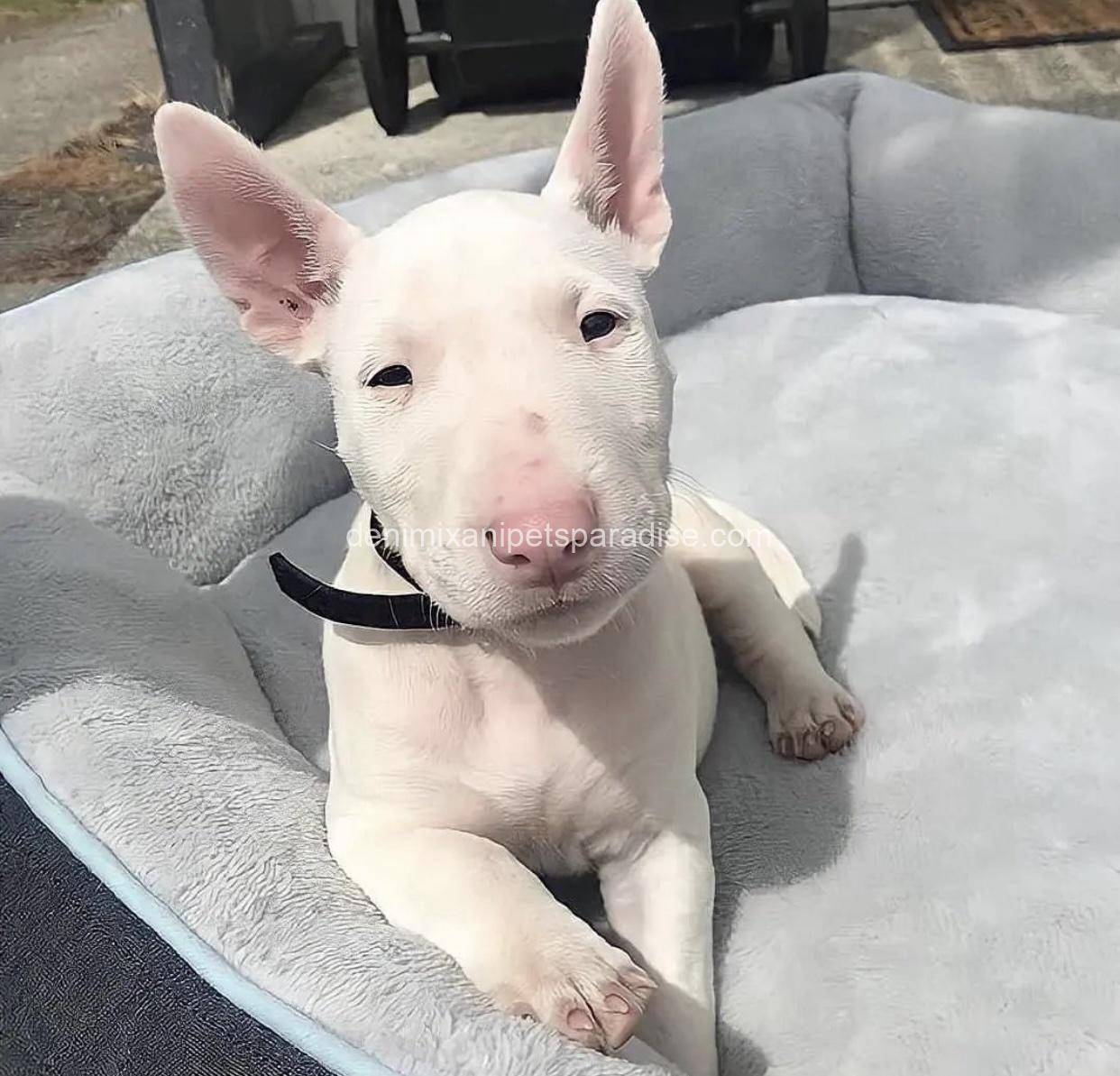 Bull Terrier puppy 3 Bull Terrier puppy - Image 3