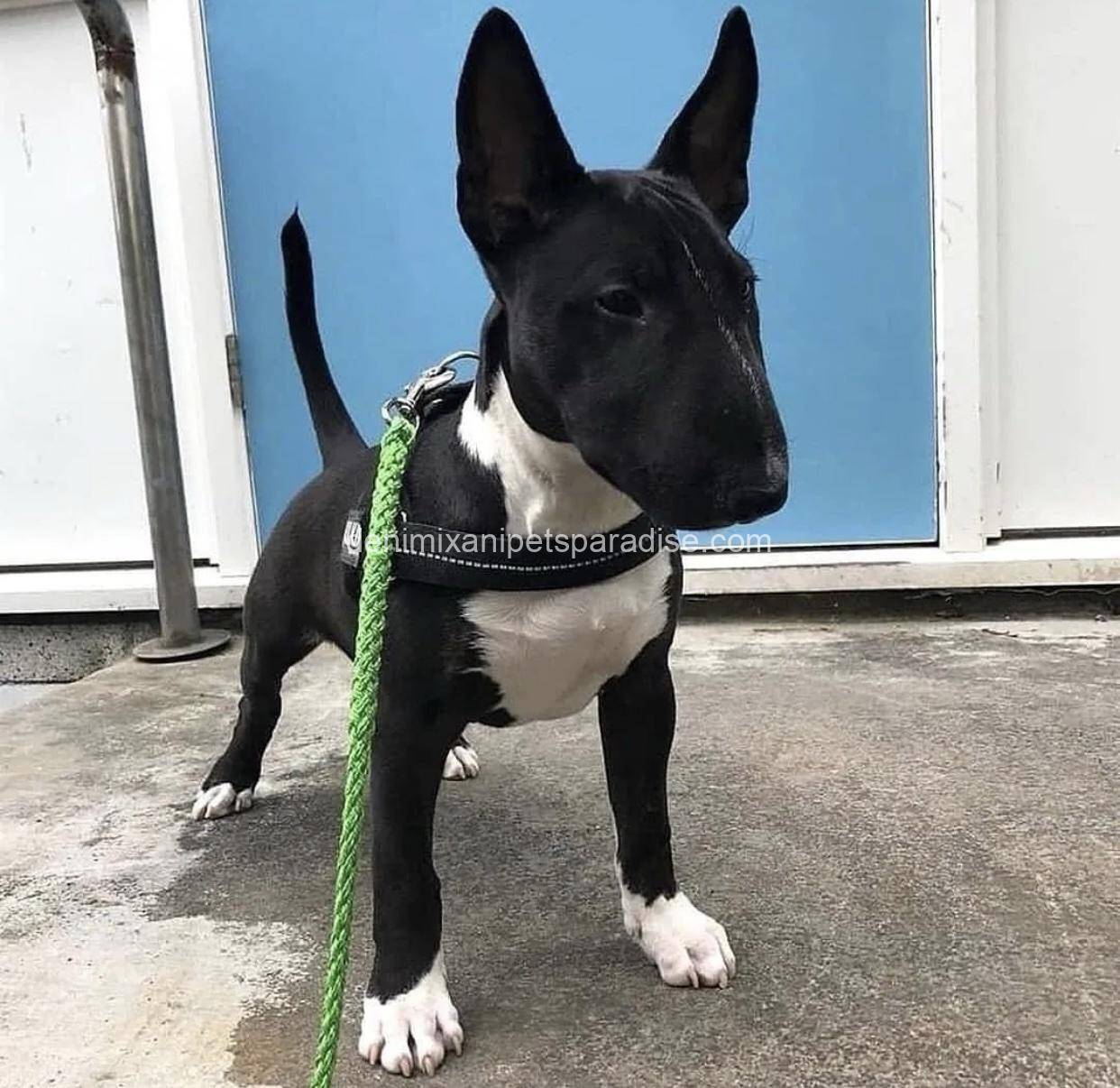 Bull Terrier puppy 4 Bull Terrier puppy - Image 4