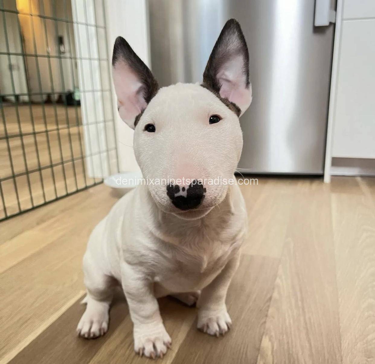 Bull Terrier puppy 5 Bull Terrier puppy - Image 5