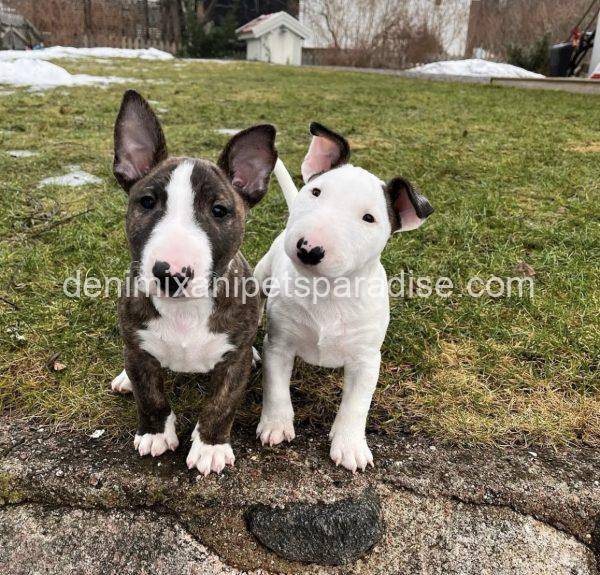 Bull Terrier puppy - Image 6