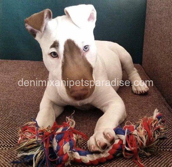 Bull Terrier puppy - Image 7