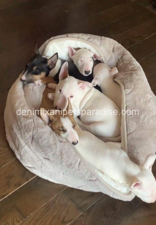 Bull Terrier puppy - Image 8