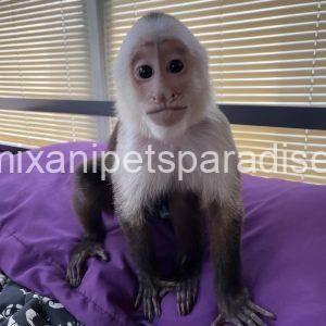 Capuchin monkey