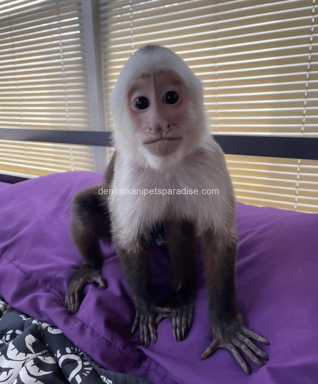 Capuchin monkey 3 Capuchin monkey - Image 3