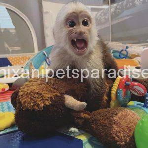 Capuchin monkey