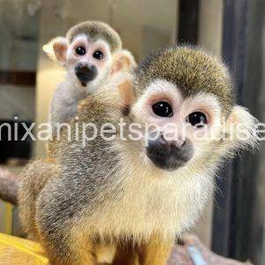 Squirrel monkey