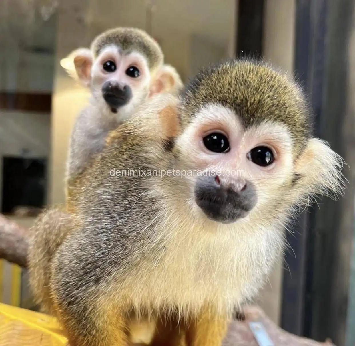 Squirrel monkey for adoption 2 Squirrel monkey for adoption - Image 2