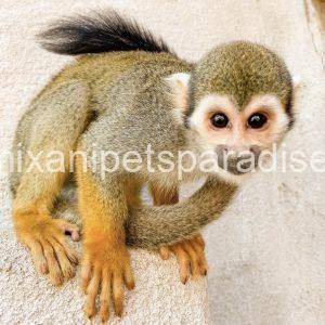 Squirrel monkey for adoption