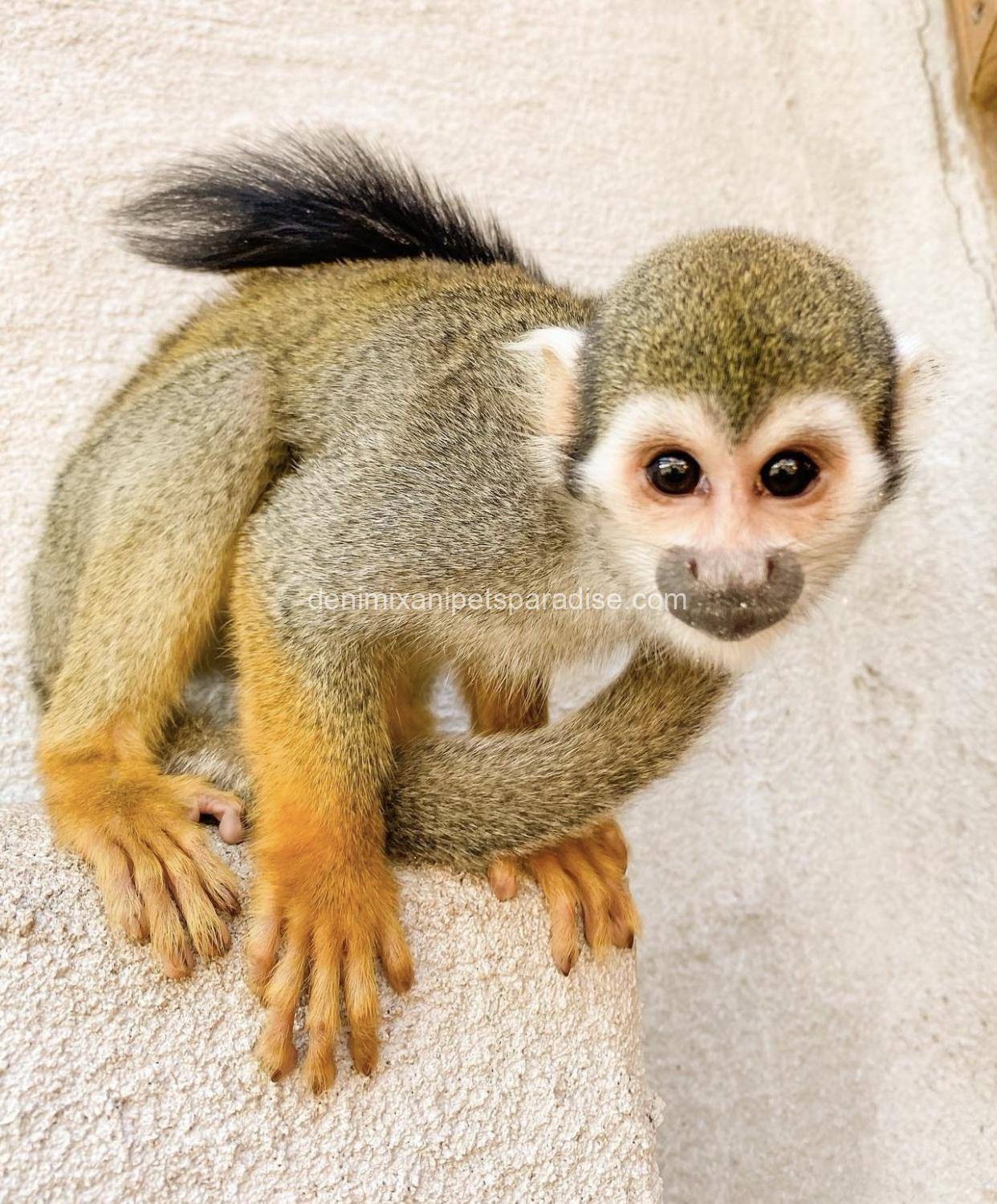 Squirrel monkey for adoption 1 Squirrel monkey for adoption