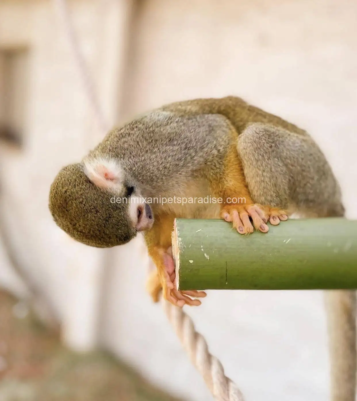Squirrel monkey for adoption 3 Squirrel monkey for adoption - Image 3