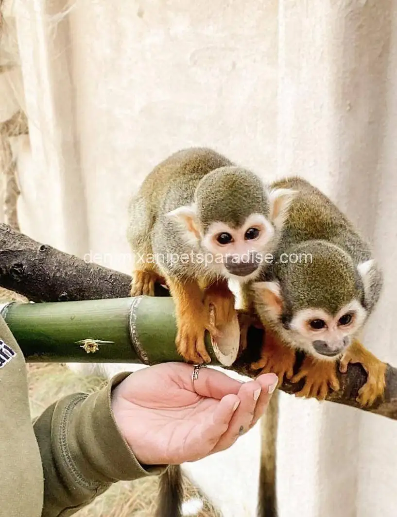 Squirrel monkey for adoption 4 Squirrel monkey for adoption - Image 4