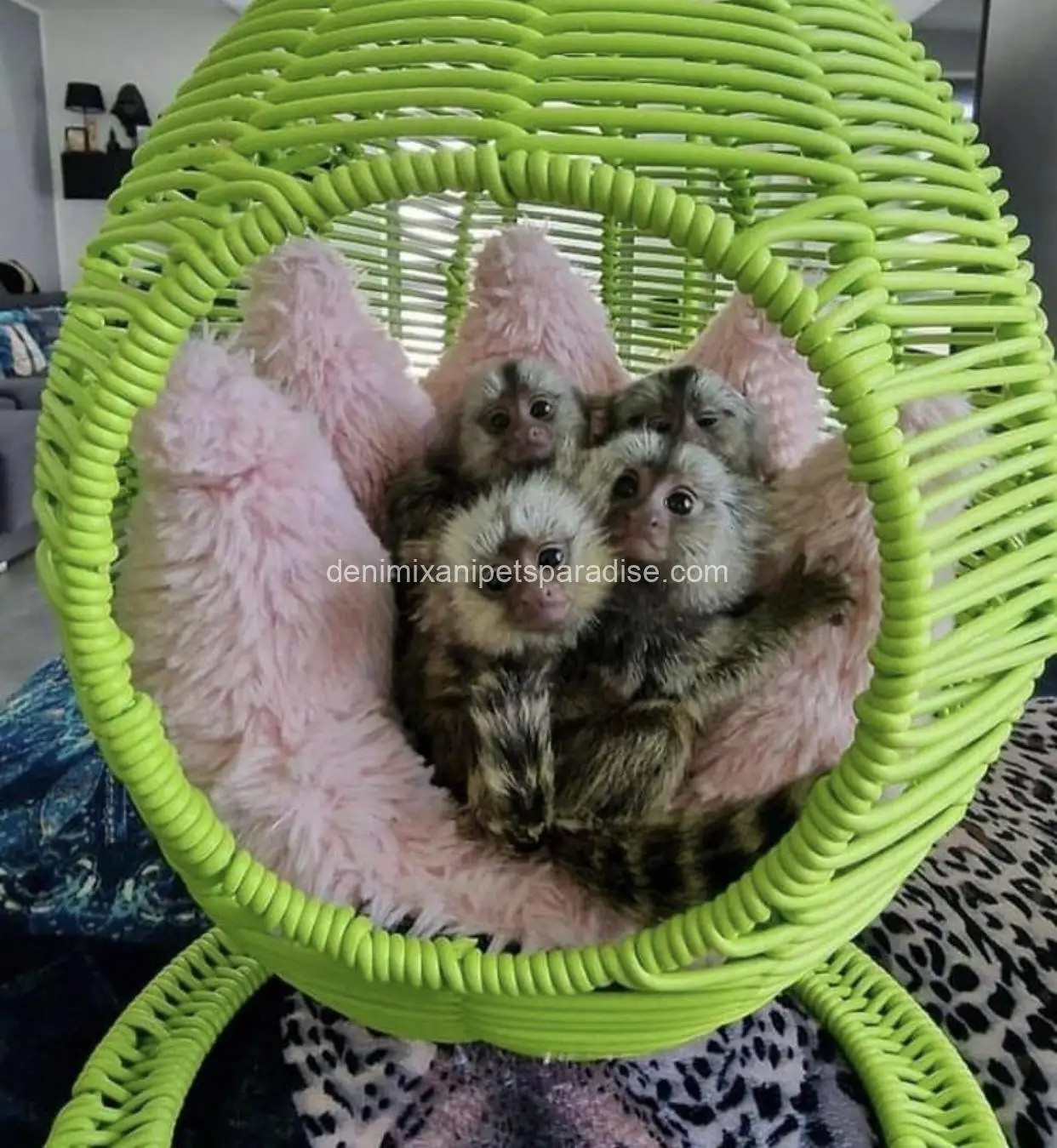 Male and Female Marmoset Monkeys 4 Male and Female Marmoset Monkeys - Image 4