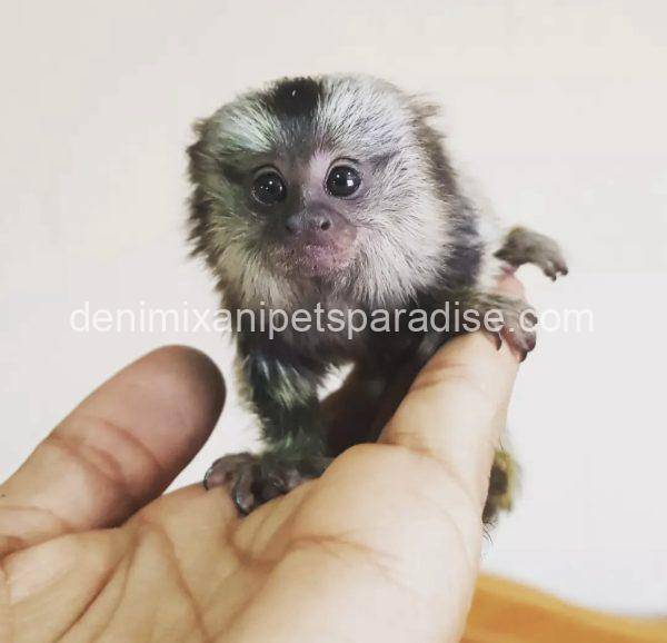 Marmoset Monkey - Image 5