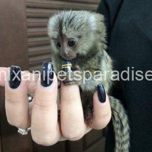 Marmoset Monkey