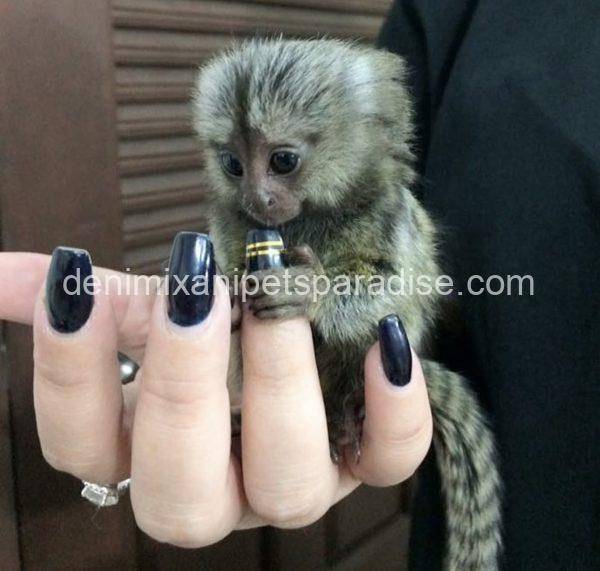 Marmoset Monkey