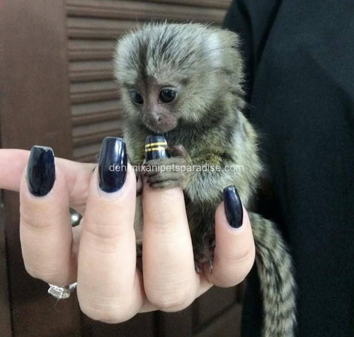 Male and Female Marmoset Monkeys 2 Male and Female Marmoset Monkeys - Image 2