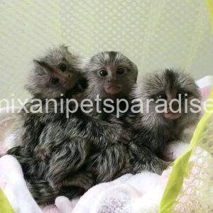 Male and Females Marmoset Monkey