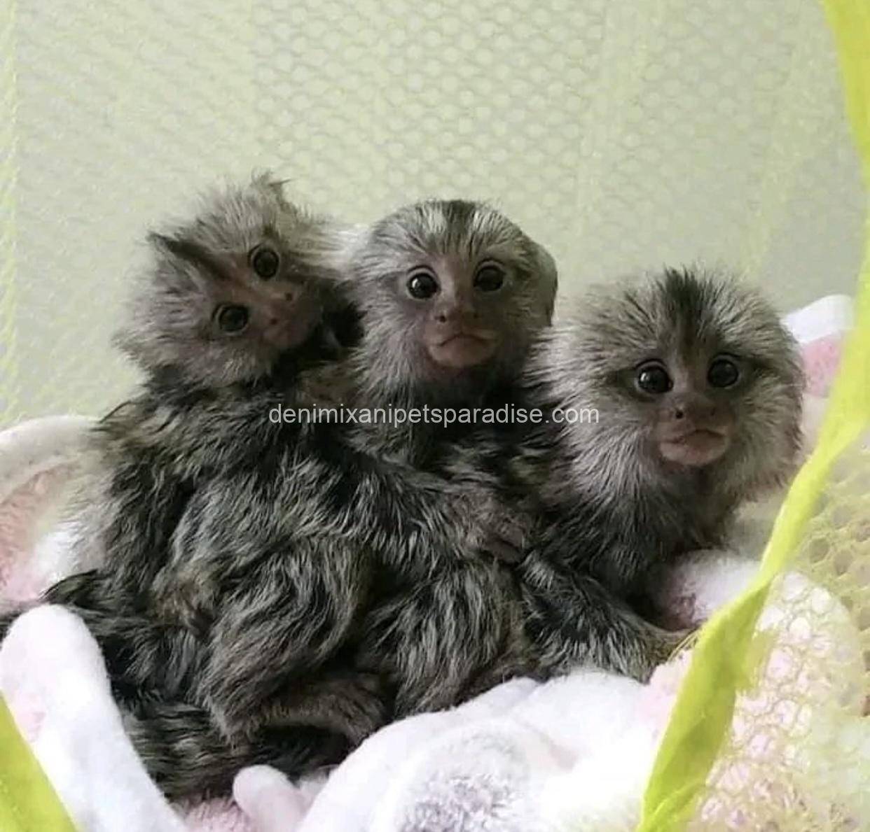 Male and Female Marmoset Monkeys 1 Male and Female Marmoset Monkeys