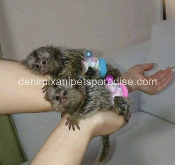 Marmoset Monkey - Image 3