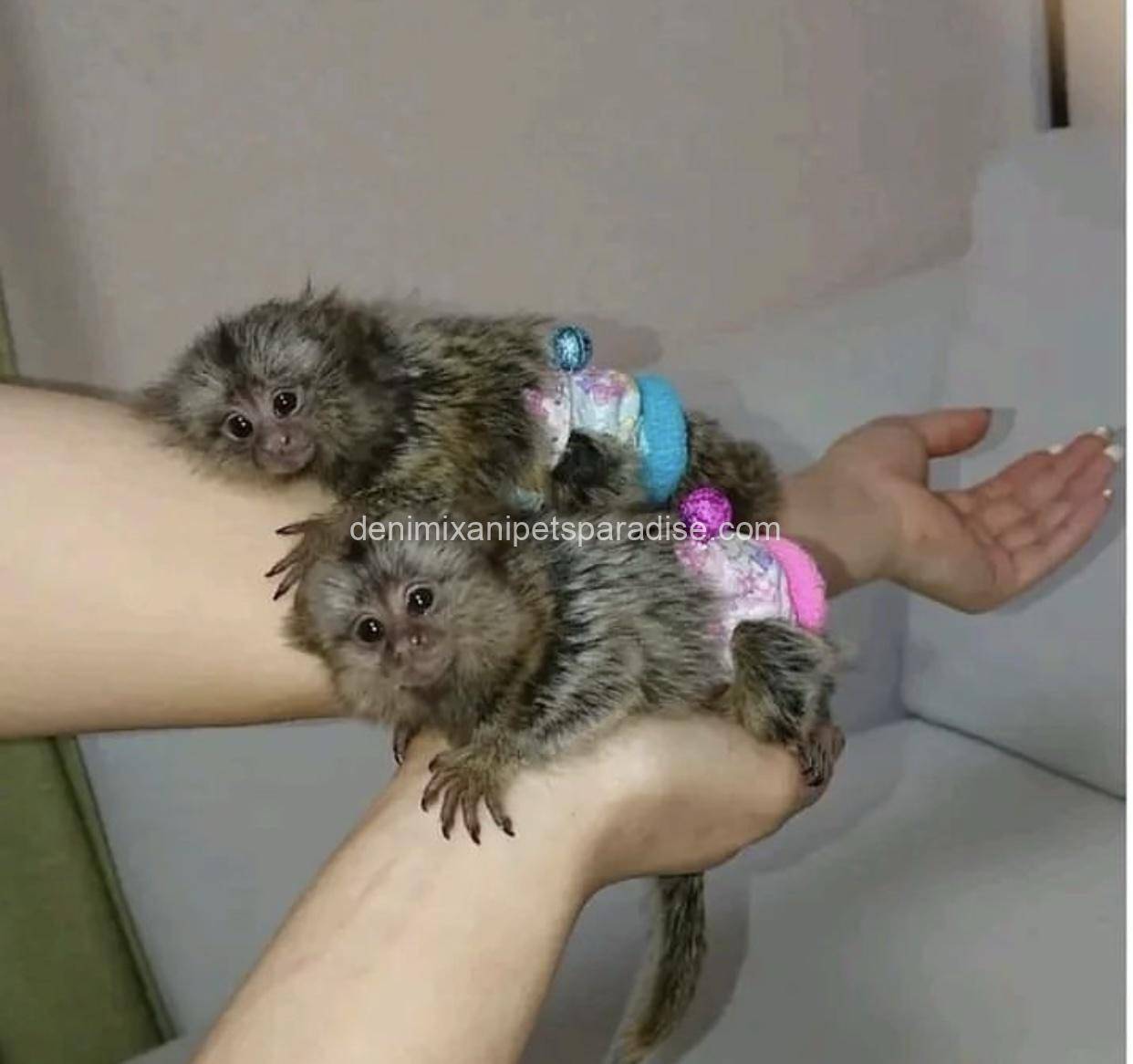 Male and Female Marmoset Monkeys 3 Male and Female Marmoset Monkeys - Image 3