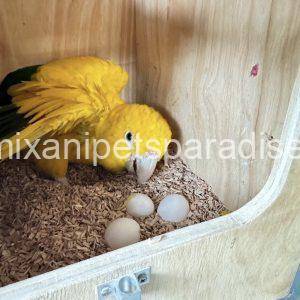 Fertile Conure Eggs