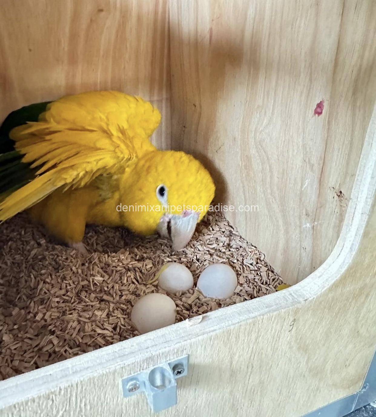 Fertile Conure Eggs 1 Fertile Conure Eggs