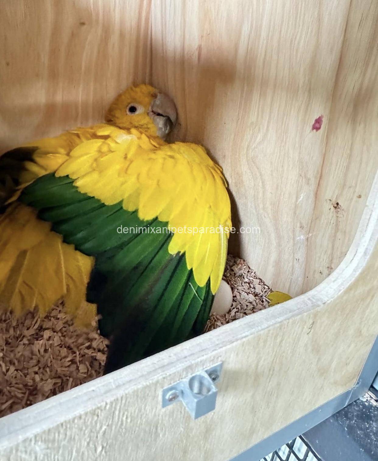Fertile Conure Eggs 2 Fertile Conure Eggs - Image 2