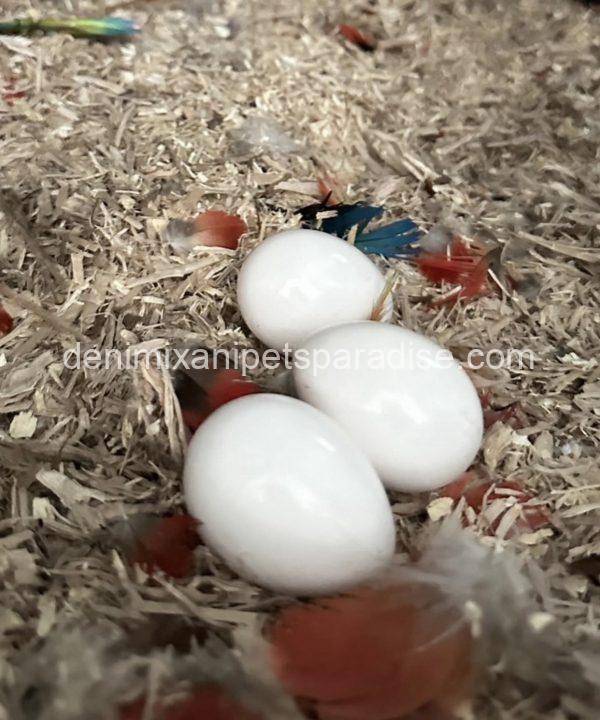 #1 Fertile Macaw Eggs - Image 9