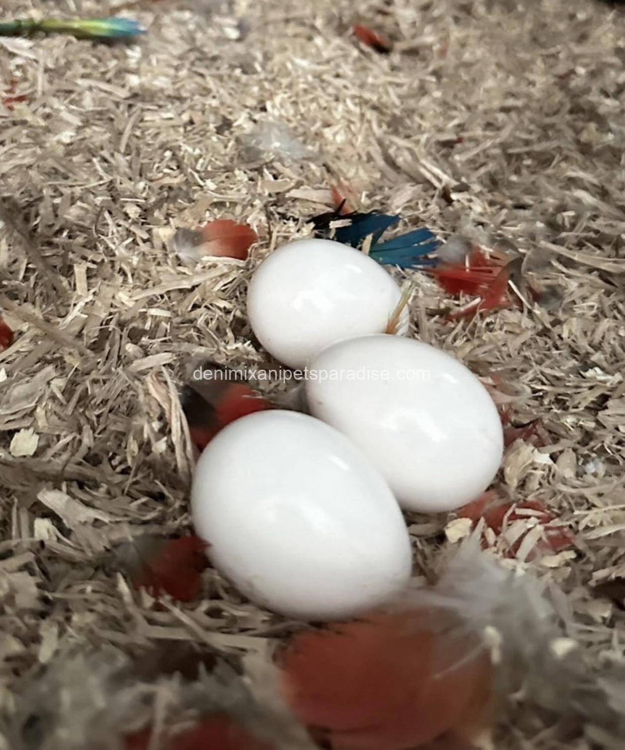 #1 Fertile Macaw Eggs 9 #1 Fertile Macaw Eggs - Image 9