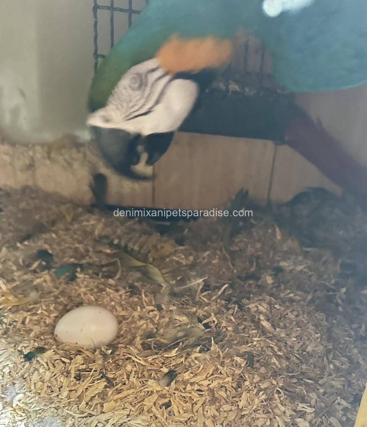 #1 Fertile Macaw Eggs 3 #1 Fertile Macaw Eggs - Image 3
