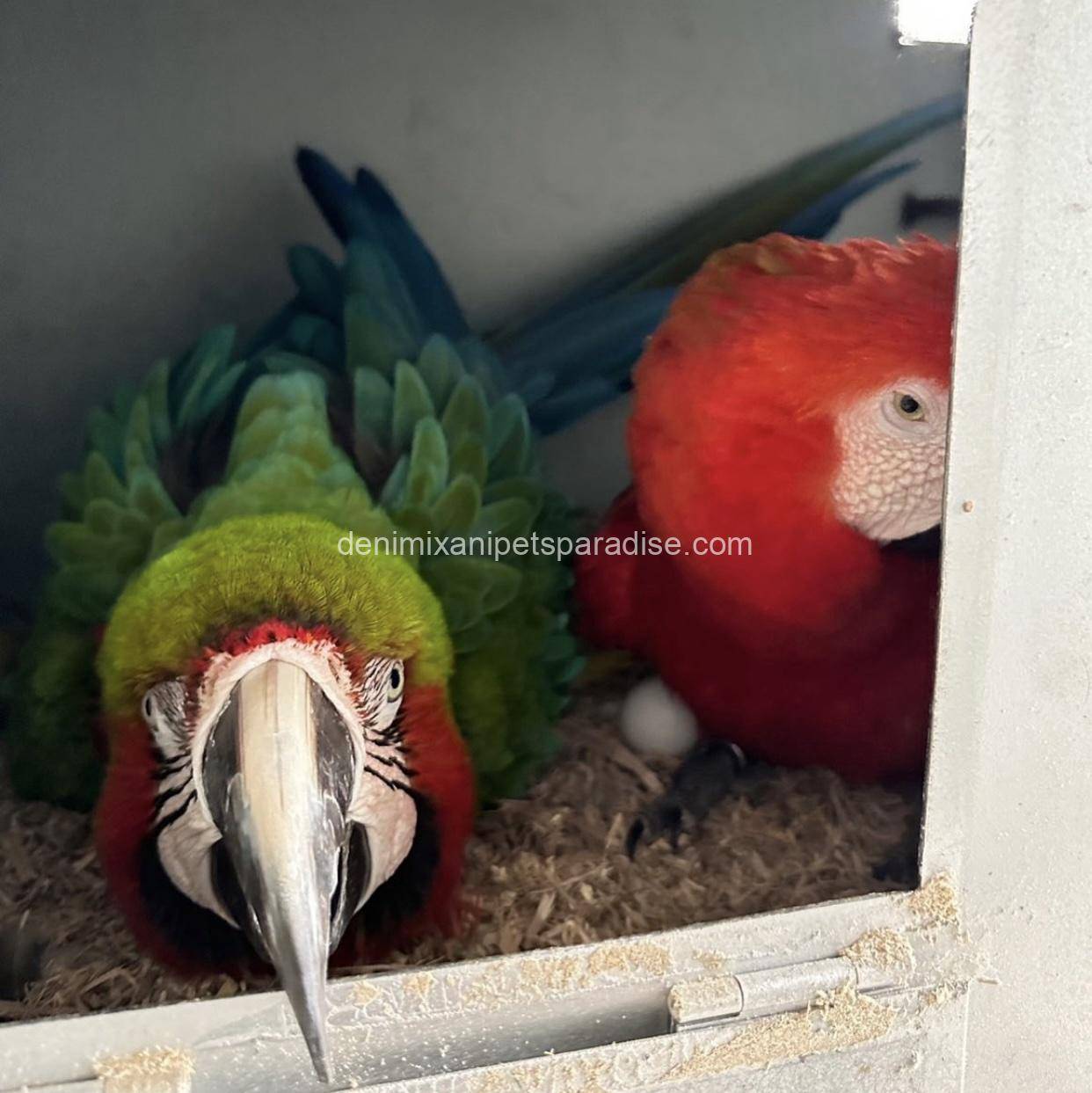 #1 Fertile Macaw Eggs 2 #1 Fertile Macaw Eggs - Image 2