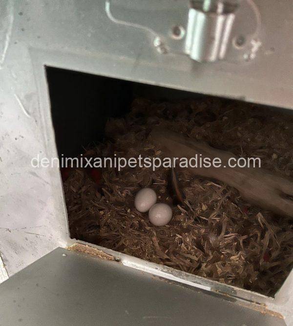 #1 Fertile Macaw Eggs - Image 11