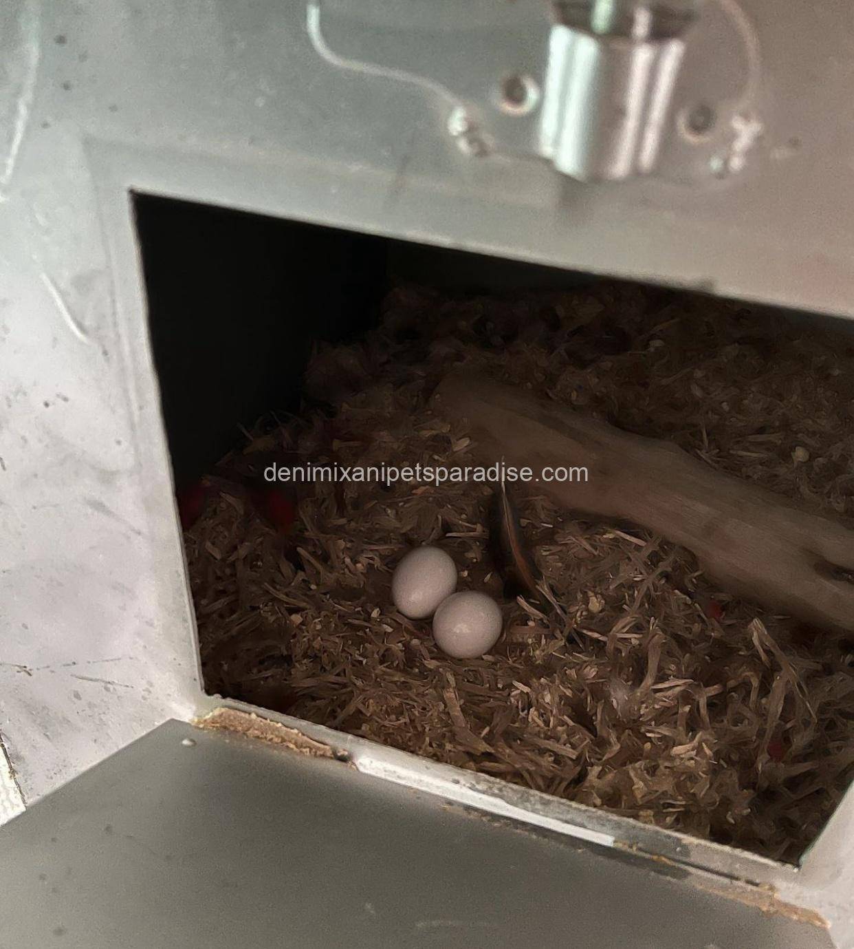 #1 Fertile Macaw Eggs 11 #1 Fertile Macaw Eggs - Image 11