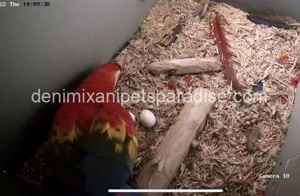 #1 Fertile Macaw Eggs - Image 8