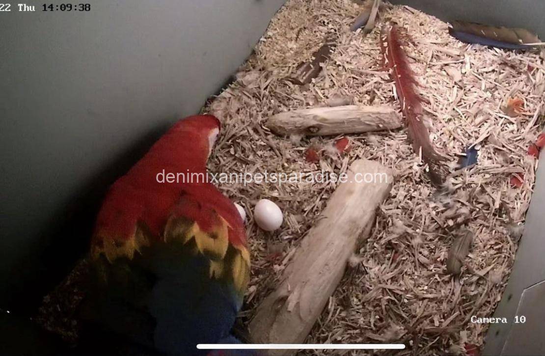 #1 Fertile Macaw Eggs 8 #1 Fertile Macaw Eggs - Image 8