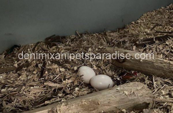 #1 Fertile Macaw Eggs - Image 10