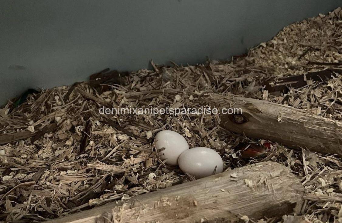 #1 Fertile Macaw Eggs 10 #1 Fertile Macaw Eggs - Image 10