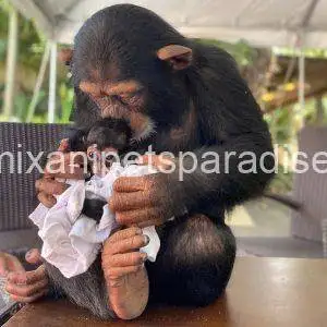 Chimpanzee