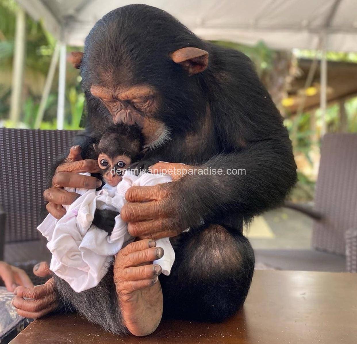 Chimpanzee 1 Chimpanzee