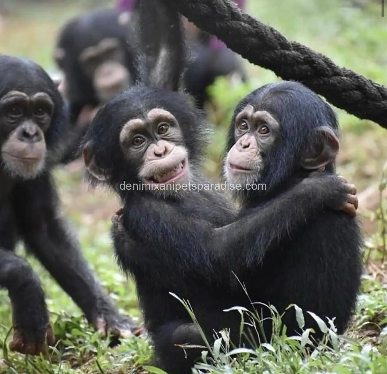 Chimpanzee 3 Chimpanzee - Image 3