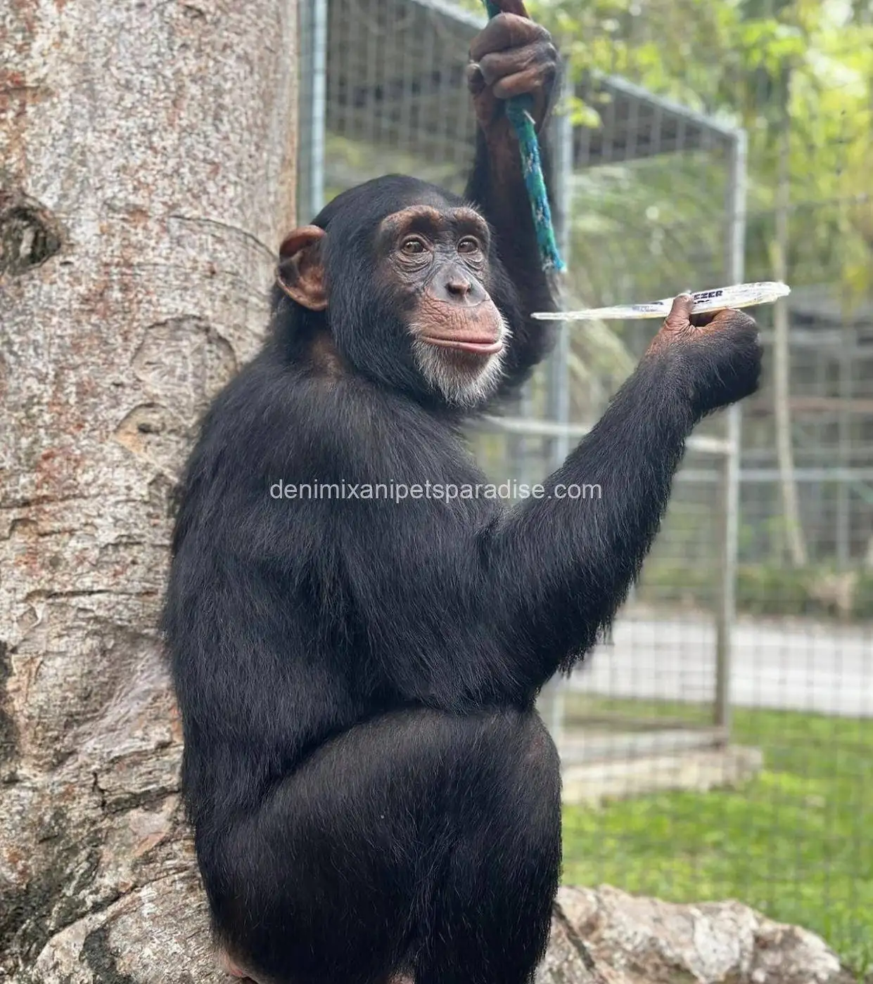 Chimpanzee 2 Chimpanzee - Image 2