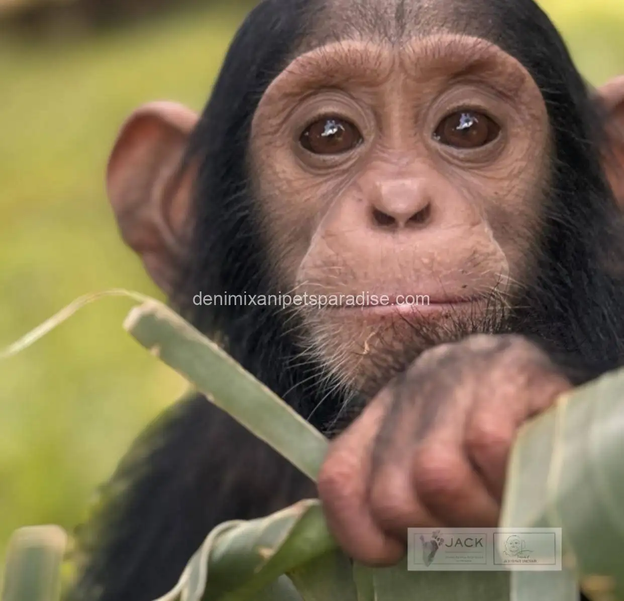 Chimpanzee 4 Chimpanzee - Image 4